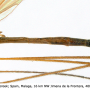 Dicranoptycha fuscescens : body part(s) - abdomen
