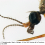 Dicranoptycha fuscescens : body part(s) - head and antenna