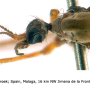 Dicranoptycha fuscescens : body part(s) - head and thorax