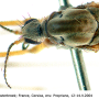 Dicranoptycha fuscescens : body part(s) - head and thorax