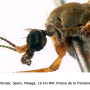 Dicranoptycha fuscescens : body part(s) - head and thorax