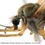 Dicranoptycha fuscescens : body part(s) - head and thorax