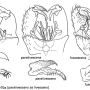 Dicranoptycha fuscescens : hypopygium