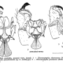 Dicranoptycha fuscescens : hypopygium