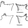 Dicranoptycha fuscescens : hypopygium