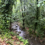 Dicranoptycha fuscescens : habitat