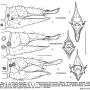 Dicranoptycha fuscescens : ovipositor
