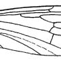 Dicranoptycha fuscescens : wing