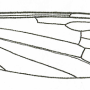 Dicranoptycha fuscescens : wing