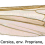 Dicranoptycha fuscescens : wing