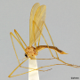 Dicranoptycha germana : habitus - female