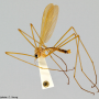 Dicranoptycha germana : habitus - male