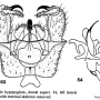 Dicranoptycha germana : hypopygium