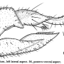Dicranoptycha germana : ovipositor