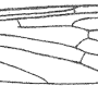 Dicranoptycha issikina : wing