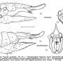 Dicranoptycha livescens : ovipositor