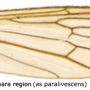 Dicranoptycha livescens : wing