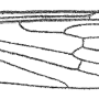 Dicranoptycha malabarica : wing