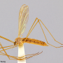 Dicranoptycha megaphallus : habitus - female