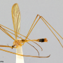 Dicranoptycha megaphallus : habitus - male