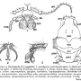 Dicranoptycha megaphallus : body part(s) - head