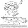 Dicranoptycha megaphallus : body part(s) - thorax