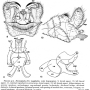 Dicranoptycha megaphallus : hypopygium