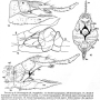 Dicranoptycha megaphallus : ovipositor