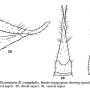 Dicranoptycha megaphallus : ovipositor