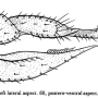 Dicranoptycha megaphallus : ovipositor