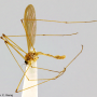 Dicranoptycha minima : habitus - male