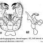 Dicranoptycha minima : hypopygium