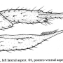 Dicranoptycha minima : ovipositor