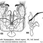 Dicranoptycha nigripes : hypopygium Dicranoptycha nigripes : hypopygium