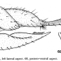 Dicranoptycha nigripes : ovipositor Dicranoptycha nigripes : ovipositor