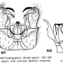 Dicranoptycha nigrogenualis : hypopygium