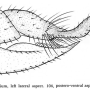 Dicranoptycha nigrogenualis : ovipositor