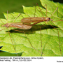 Dicranoptycha prolongata : habitus - copula