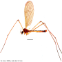 Dicranoptycha prolongata : habitus - male