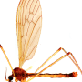 Dicranoptycha prolongata : habitus - male
