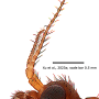 Dicranoptycha prolongata : body part(s) - antenna