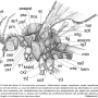 Dicranoptycha prolongata : body part(s) - head and thorax