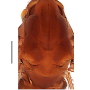 Dicranoptycha prolongata : body part(s) - thorax