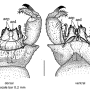 Dicranoptycha prolongata : hypopygium