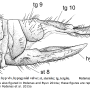 Dicranoptycha prolongata : ovipositor