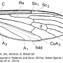 Dicranoptycha prolongata : wing