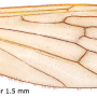 Dicranoptycha prolongata : wing