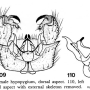 Dicranoptycha quadrivittata : hypopygium