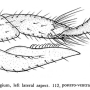 Dicranoptycha quadrivittata : ovipositor