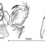 Dicranoptycha savtshenkoi : hypopygium Dicranoptycha savtshenkoi : hypopygium